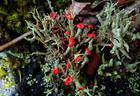 Cladonia Anaurocraea P.E. - Herbal Extracts