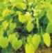 Common Yam Extract - Herbal Extracts