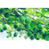 Corsvenor Momordica Fruit Extract - Herbal Extracts