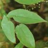 Epimedium Extract - Herbal Extracts