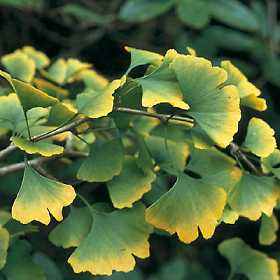 Ginkgo Biloba extract