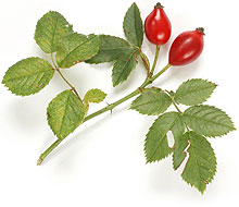 Rose Hip Extract