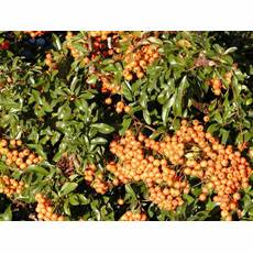 Sea Buckthorn Freeze-dried Powder - Herbal Extracts