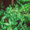 Stevia Extract - Herbal Extracts