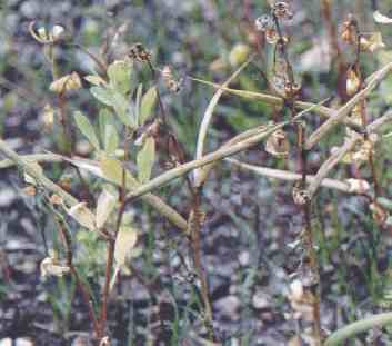 Trigonella Foenum-graecum P.E. - Herbal Extracts