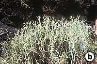 Usnea Diffracta - Herbal Extracts