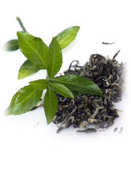 Herbal Tea Extracts - Herbal Extracts